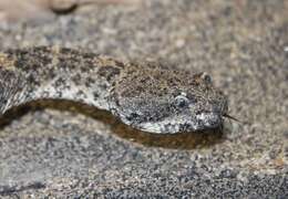 صورة Crotalus mitchellii (Cope 1861)