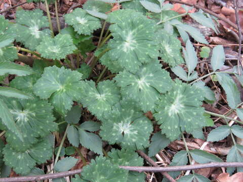 Aconitum longecassidatum Nakai的圖片