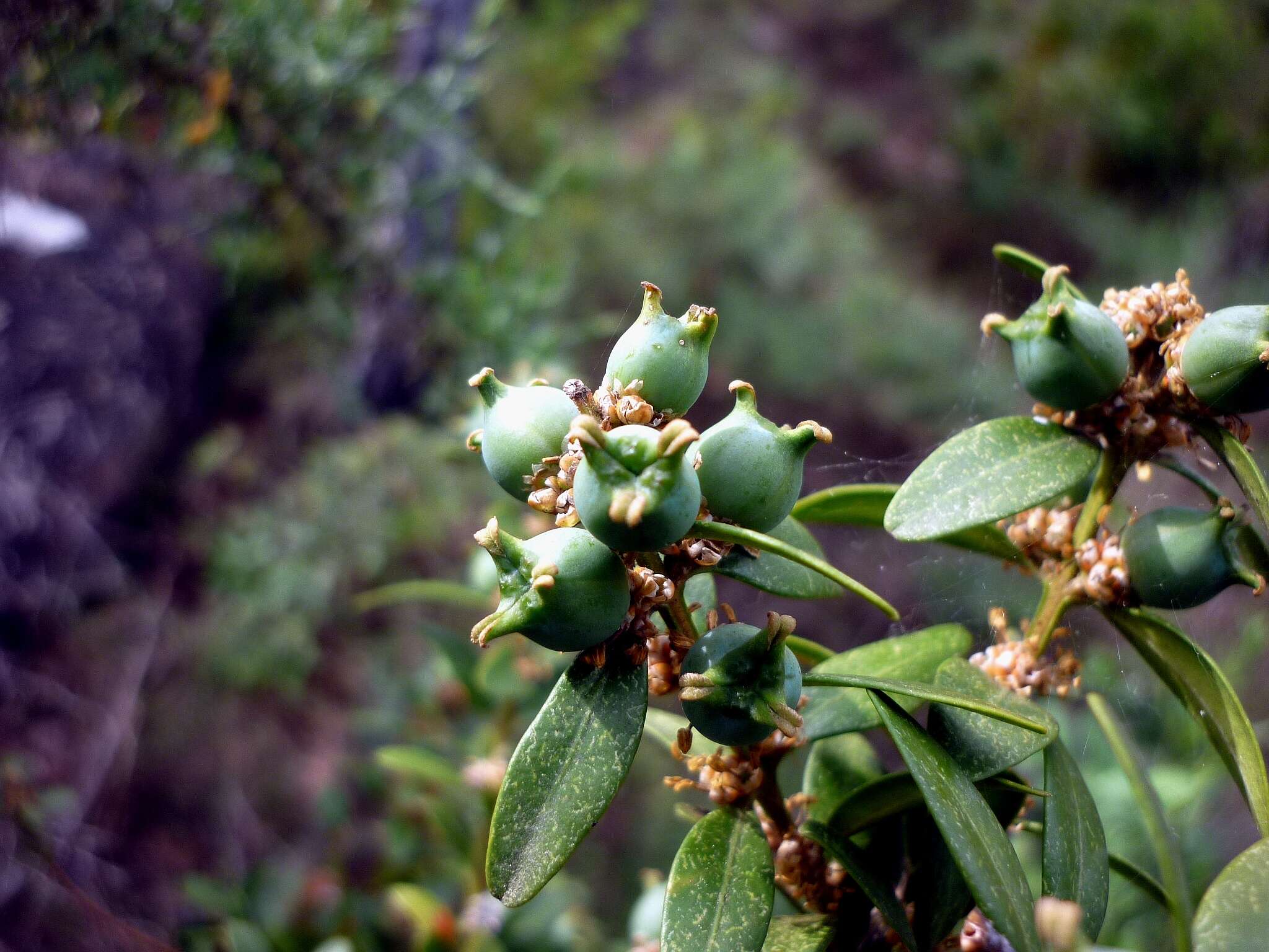 Image of Buxus sempervirens