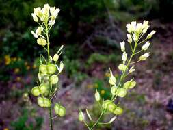 Image of Buckler Mustard