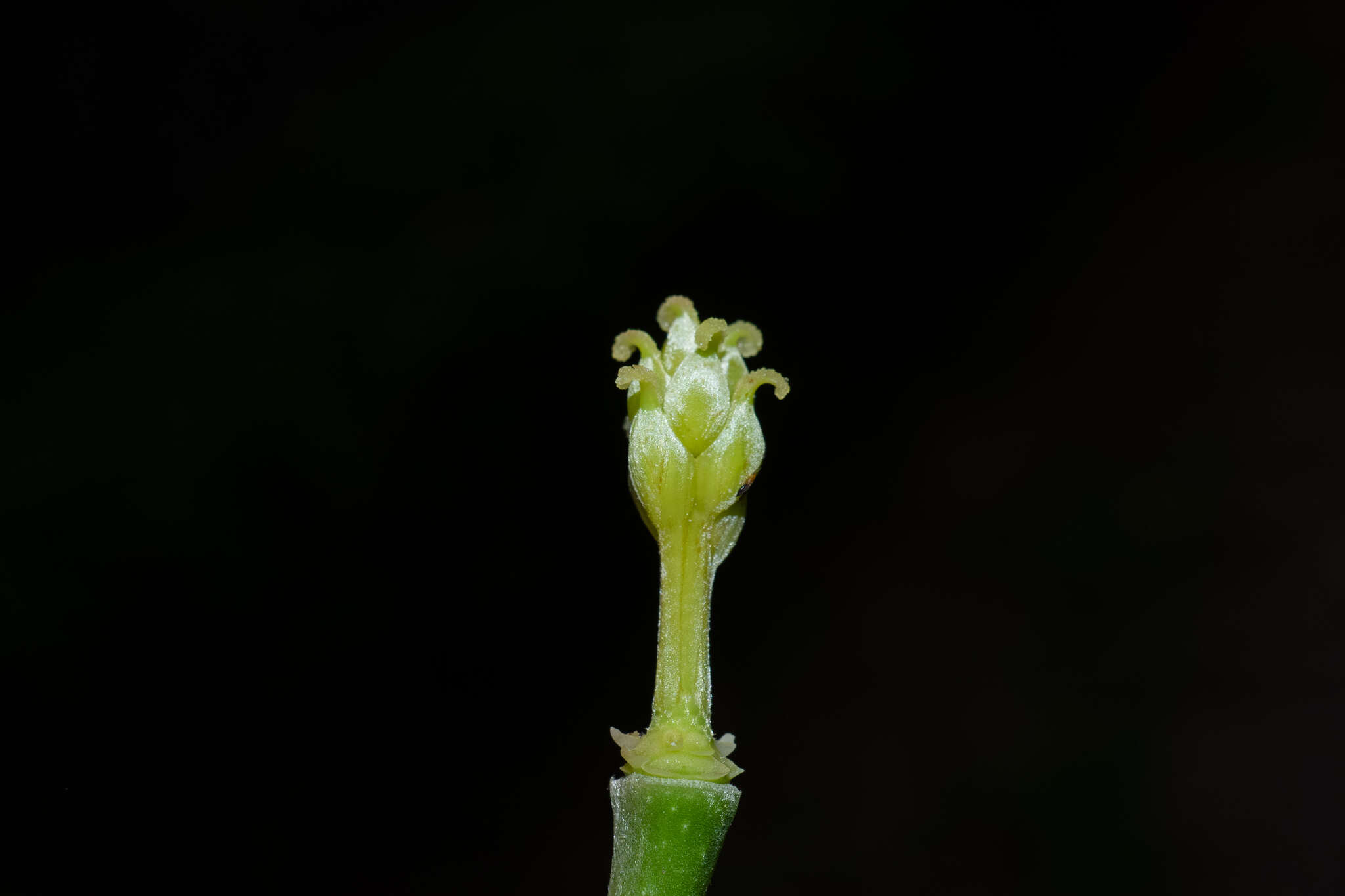 Image of Magnolia alba (DC.) Figlar