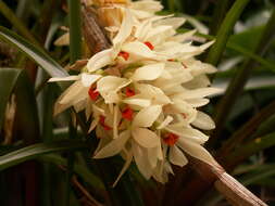 Слика од Dendrobium bracteosum Rchb. fil.