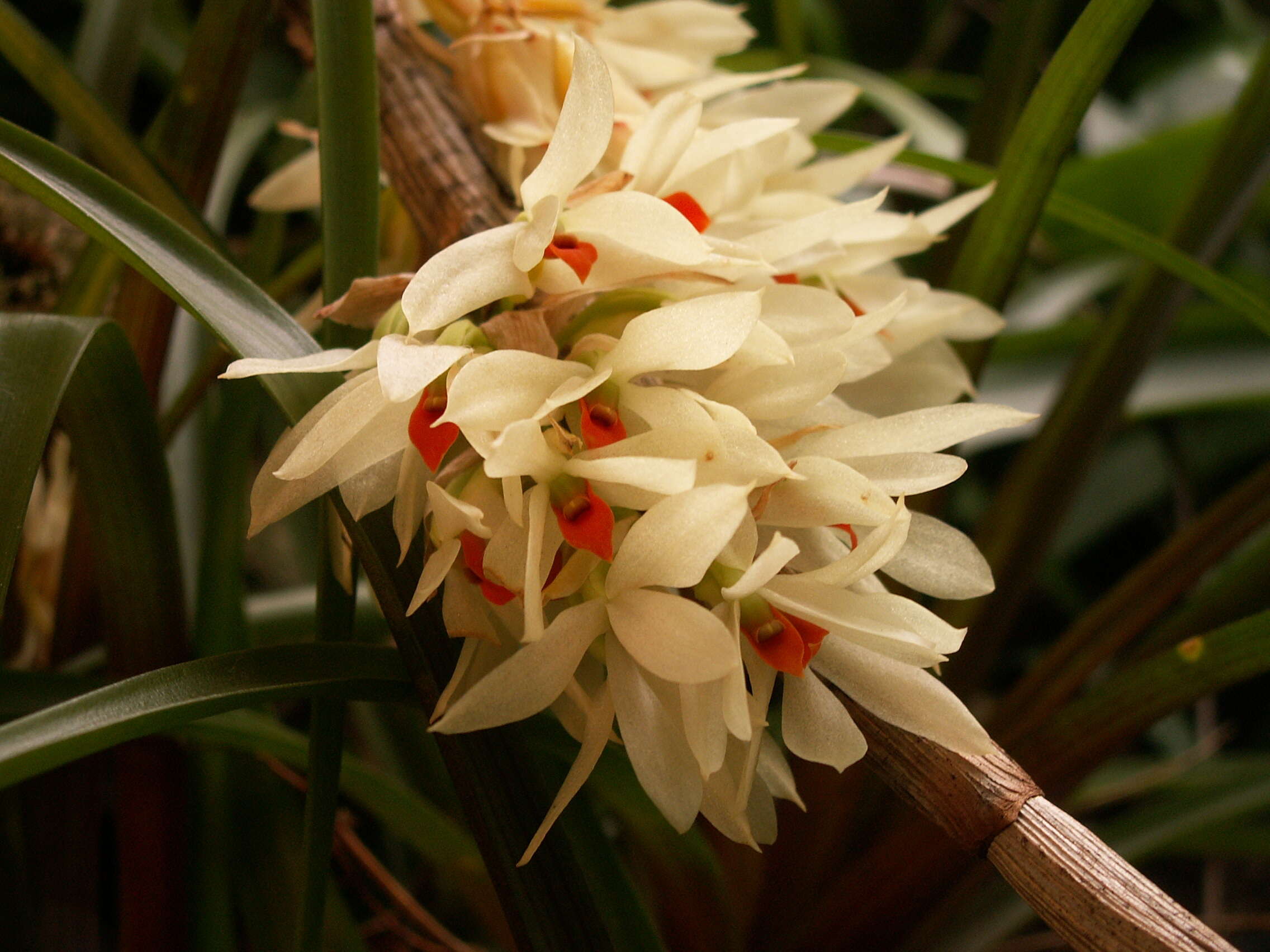 Imagem de Dendrobium bracteosum Rchb. fil.