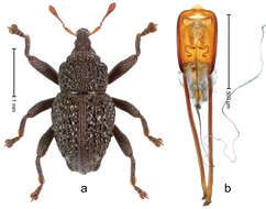 Image of Trigonopterus asper Riedel 2014