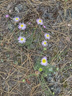 Image of threadleaf fleabane