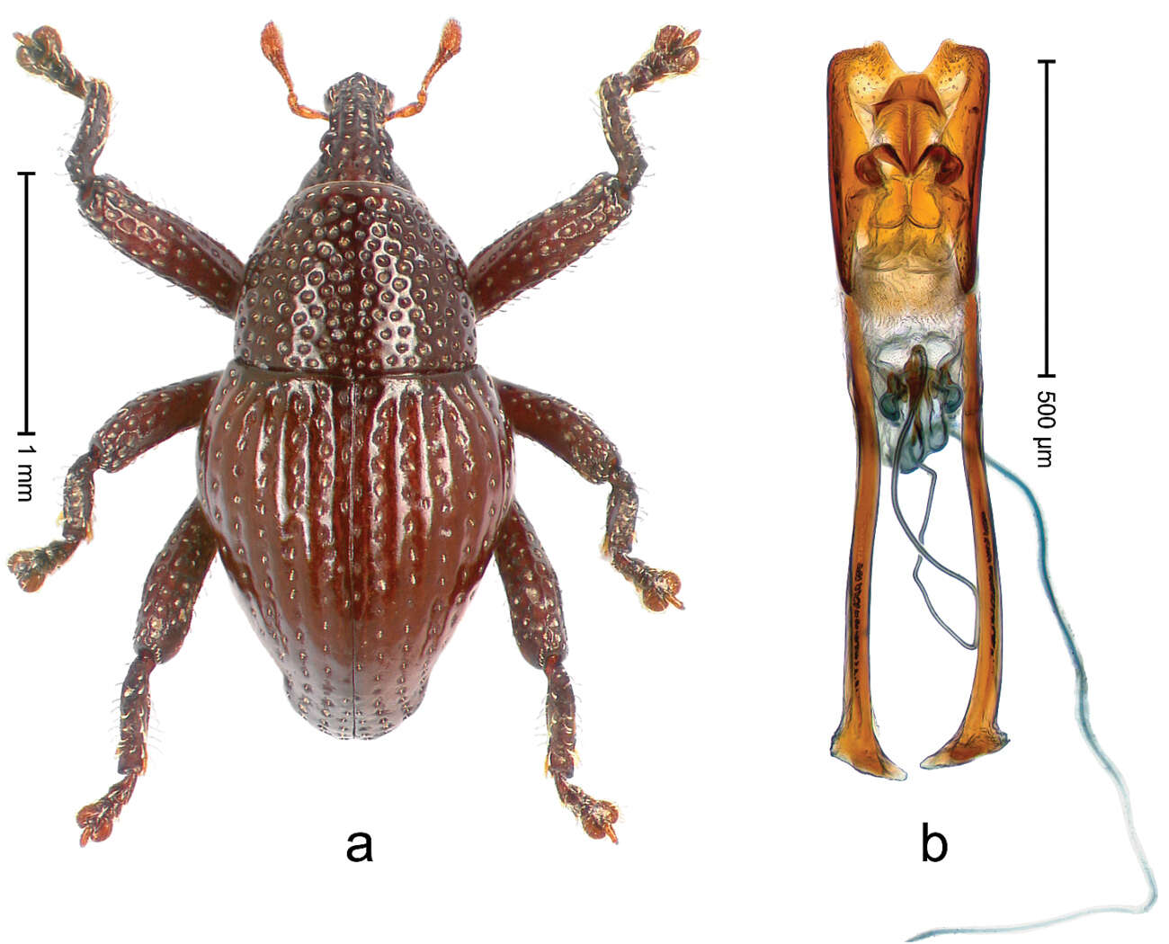 Image of Trigonopterus attenboroughi Riedel 2014