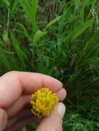 Image of golden Indian paintbrush