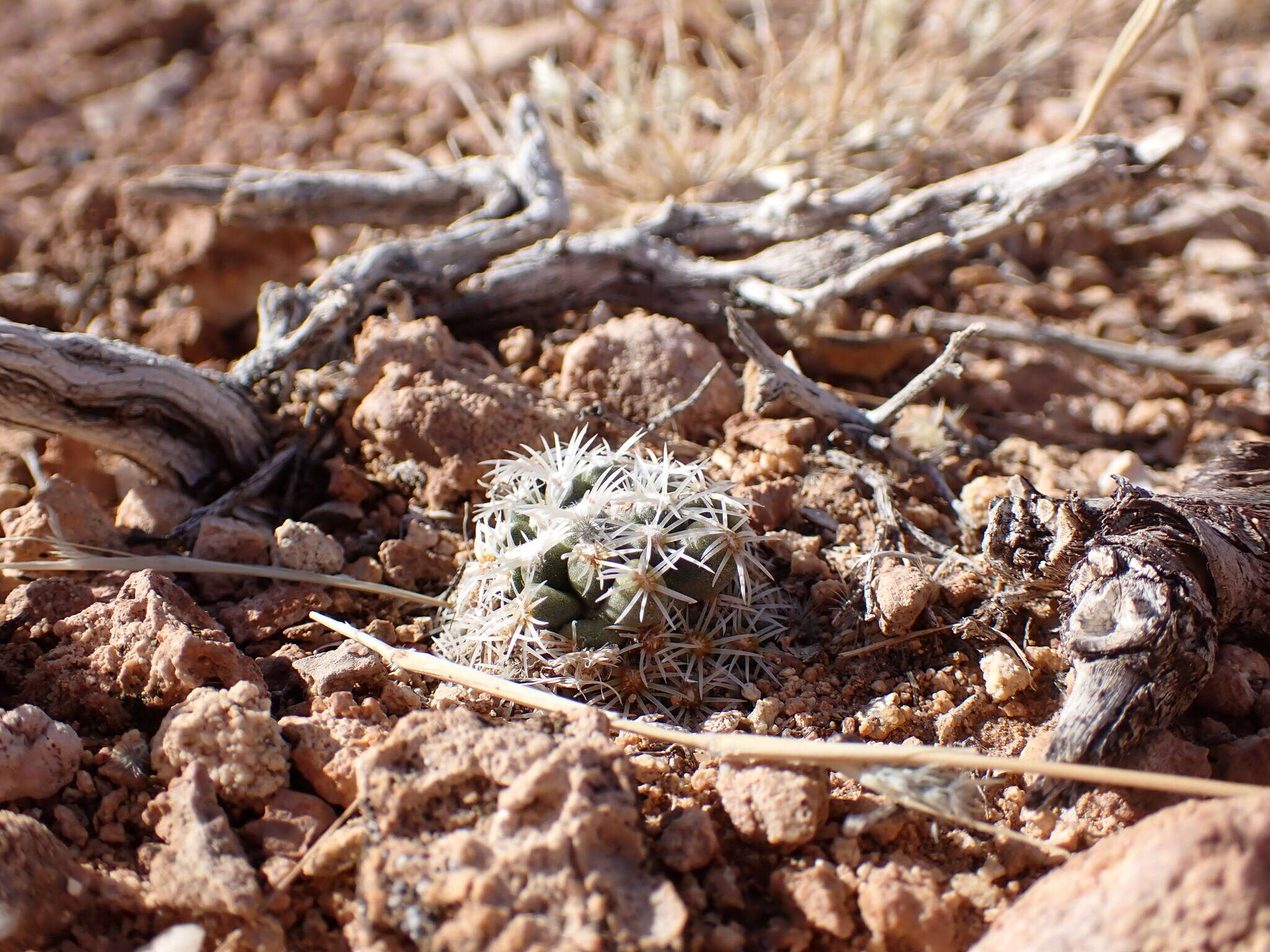 Image of Brady's Hedgehog Cactus