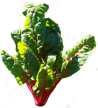 Image of Beta vulgaris subsp. vulgaris Cicla