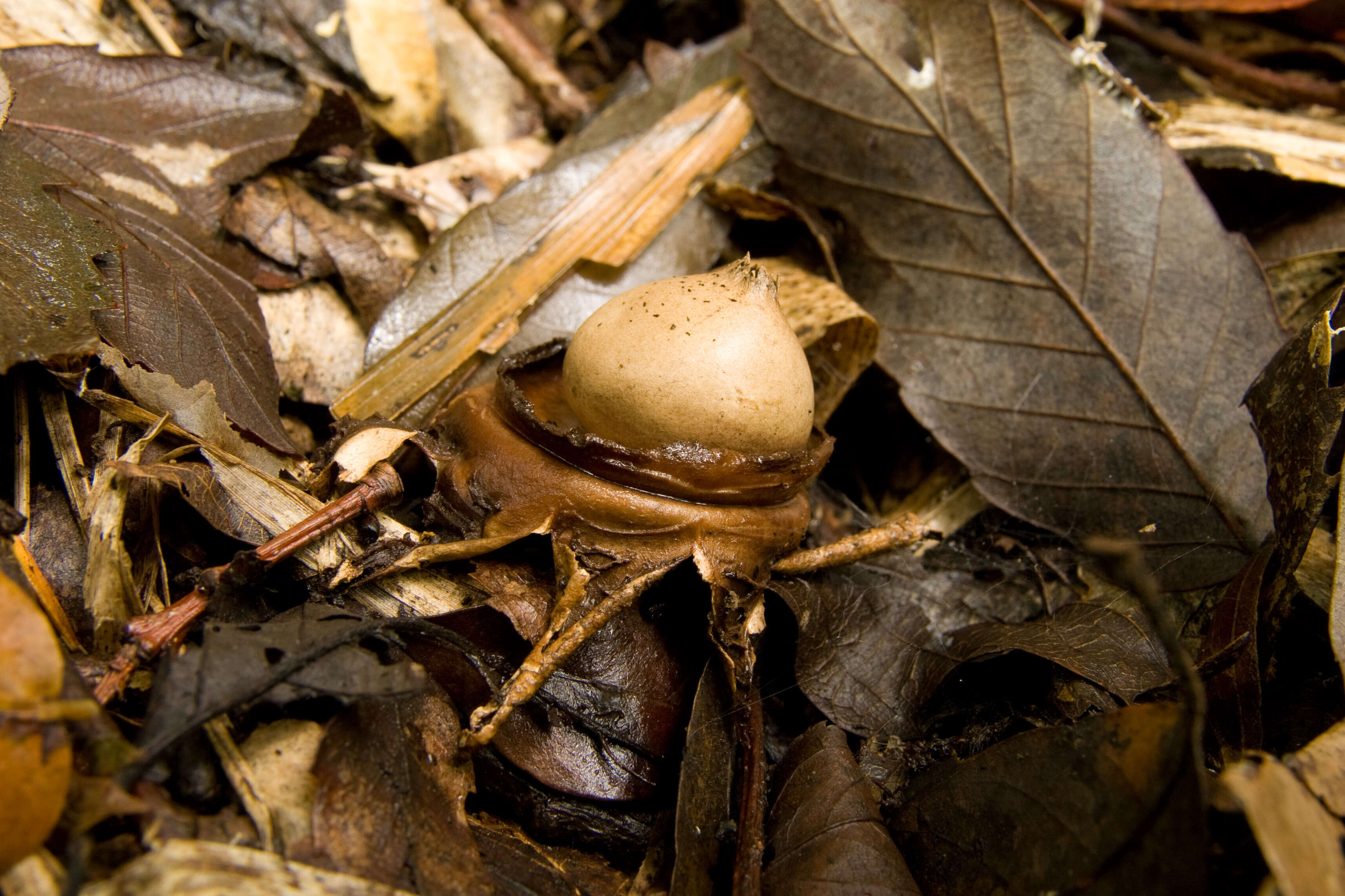 Plancia ëd Geastrum triplex Jungh. 1840