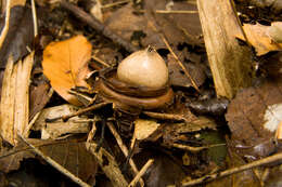 Image of Collared Earthstar