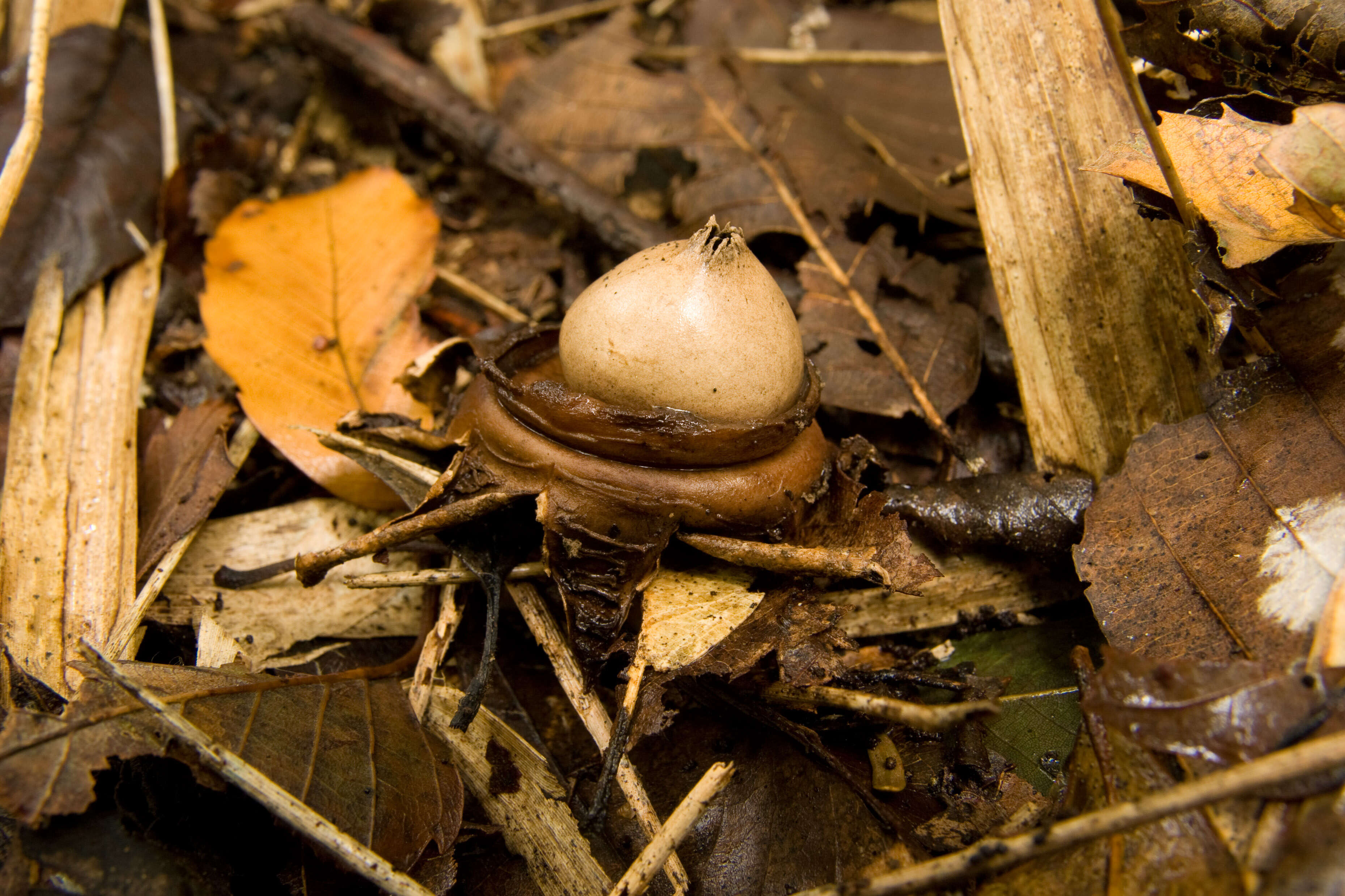 Image of Collared Earthstar