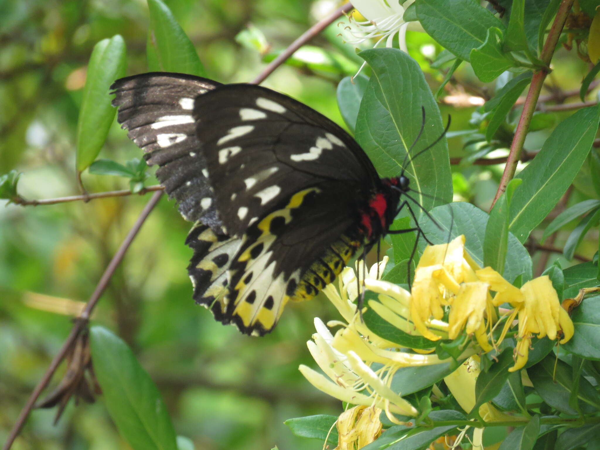 Слика од Ornithoptera richmondia (Gray (1853))