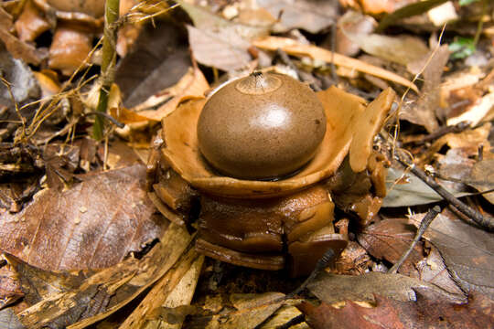 Image of Collared Earthstar