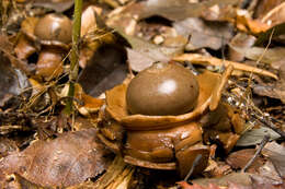 Plancia ëd Geastrum triplex Jungh. 1840