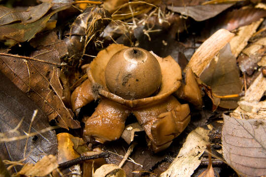 Image of Collared Earthstar