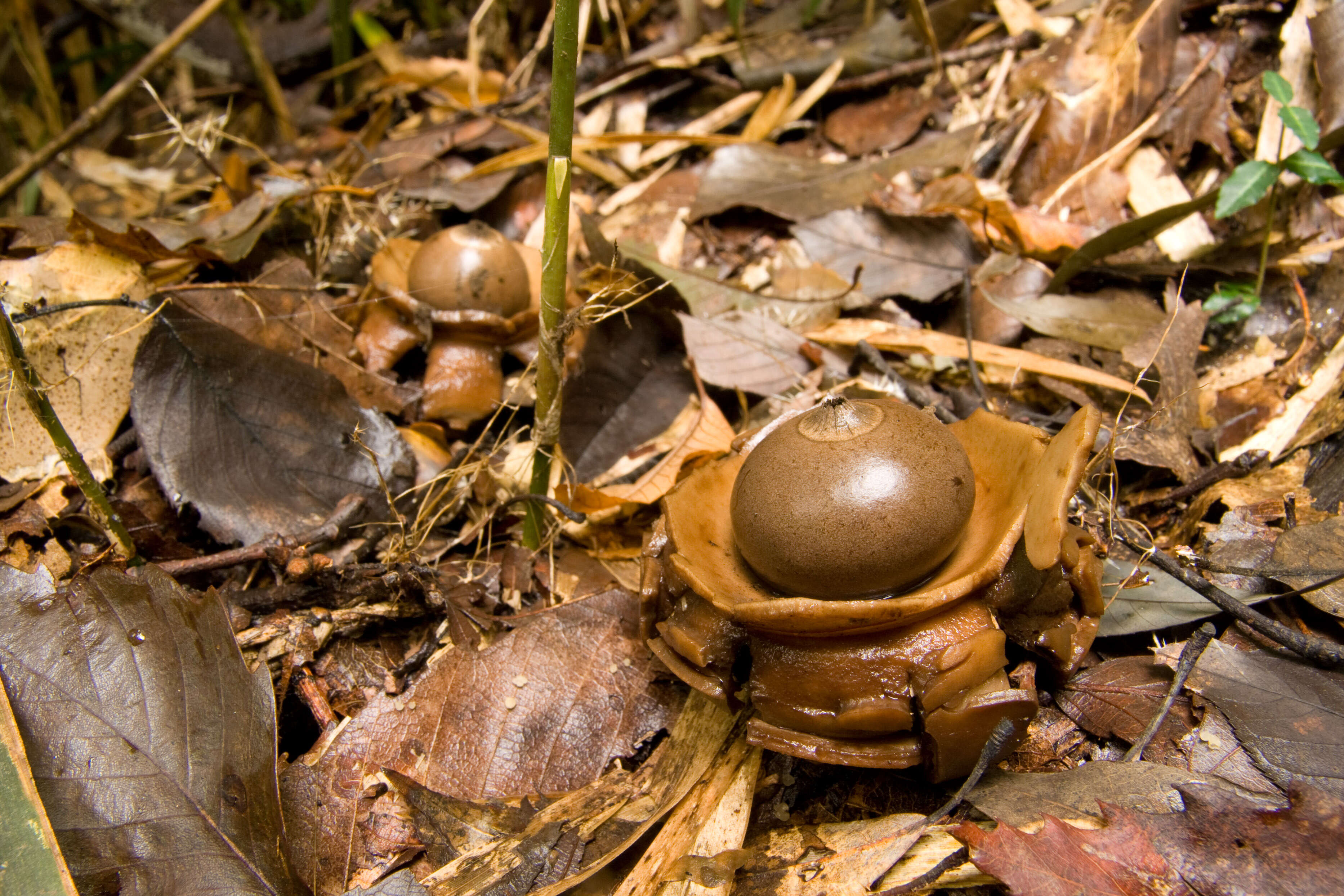 Image of Collared Earthstar