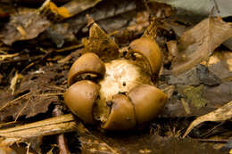 Plancia ëd Geastrum triplex Jungh. 1840