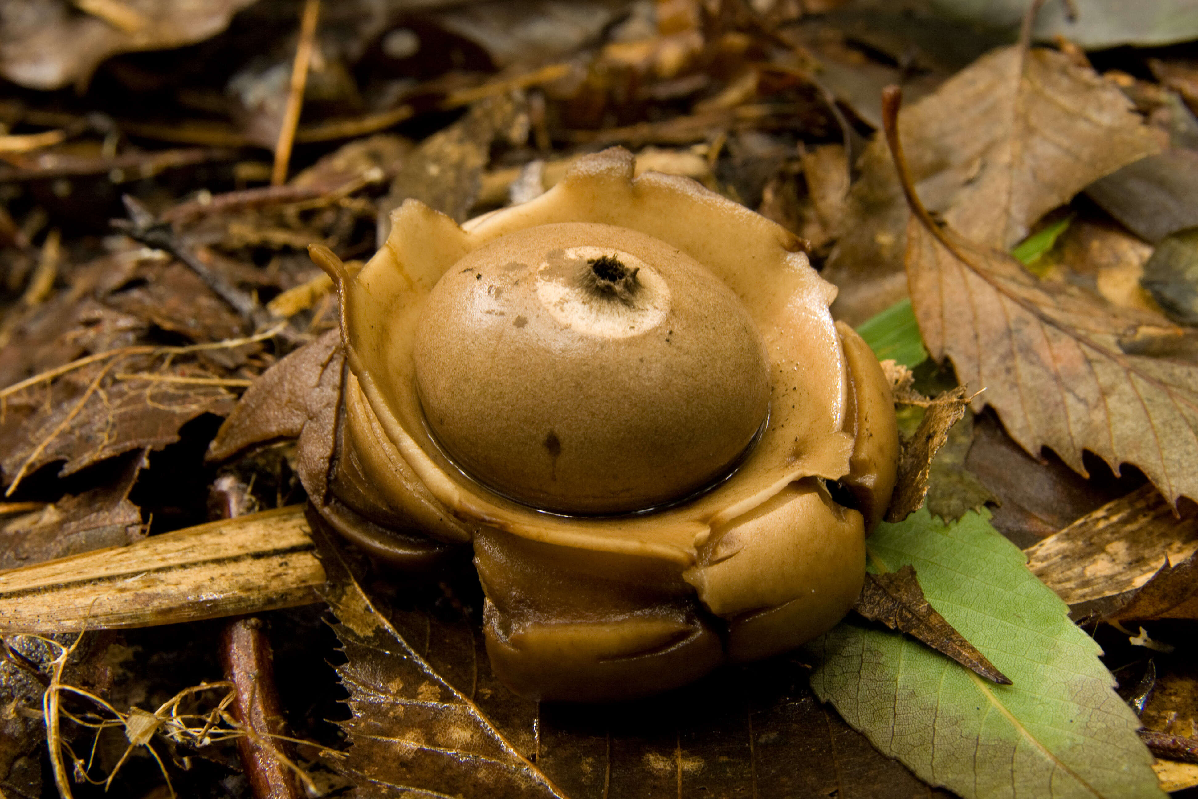 Image of Collared Earthstar