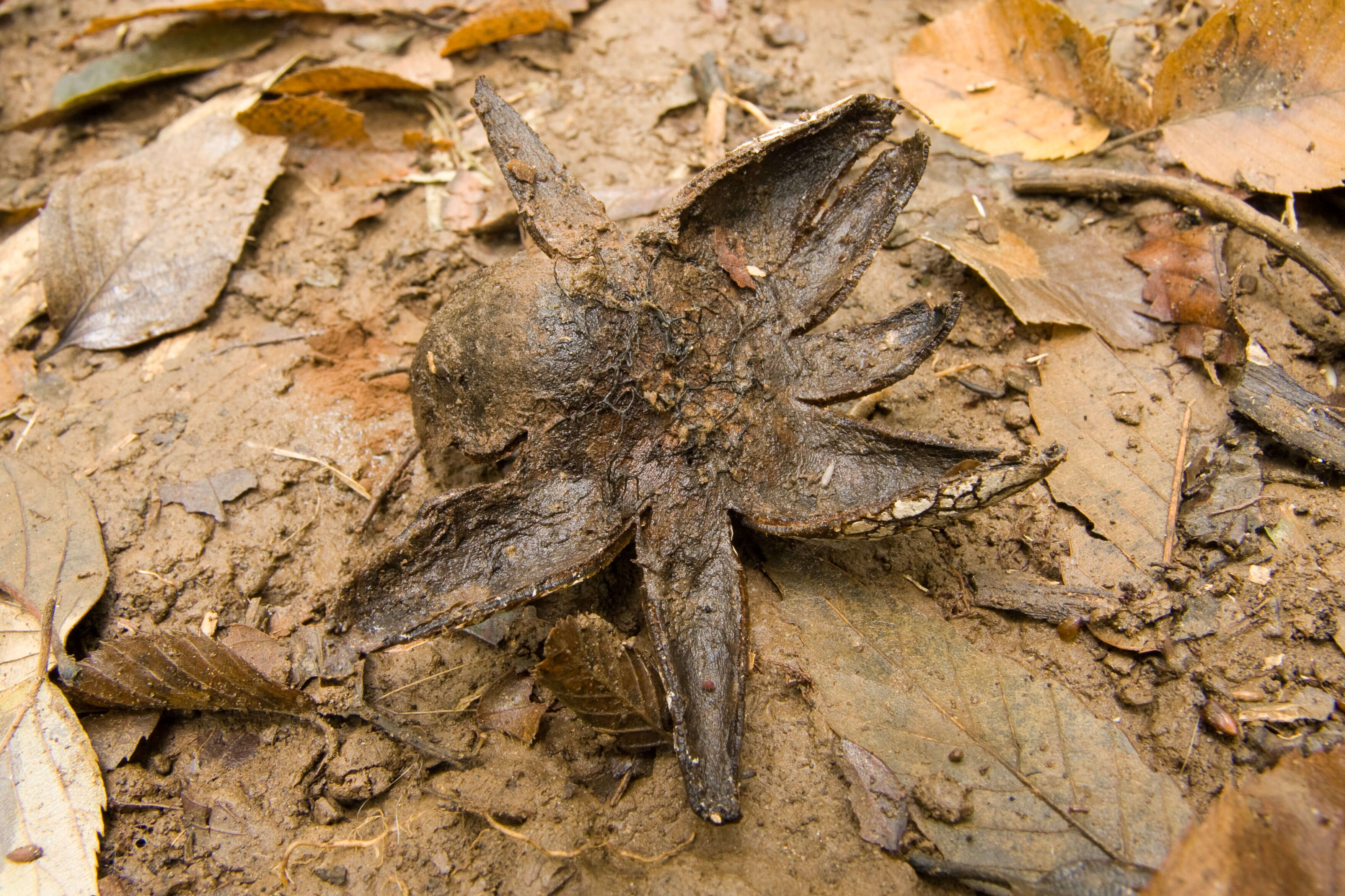 Image of False Earthstar