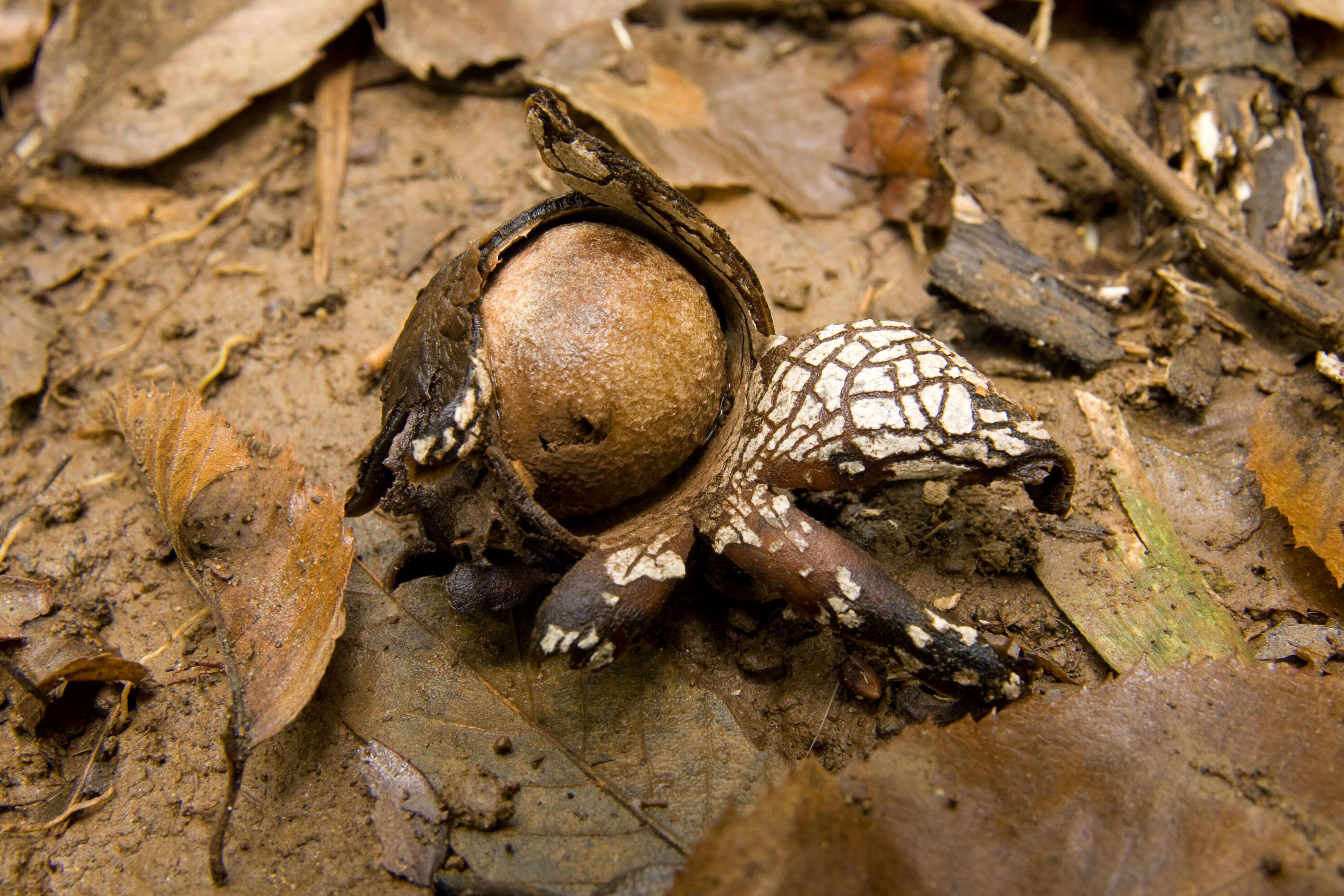 Image of False Earthstar