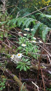 Image of Argyranthemum pinnatifidum (L. fil.) Webb