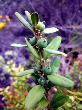Image of Buxus sempervirens
