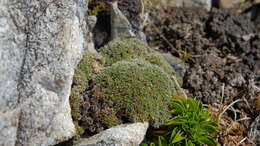 Image of Veronica ciliolata subsp. ciliolata