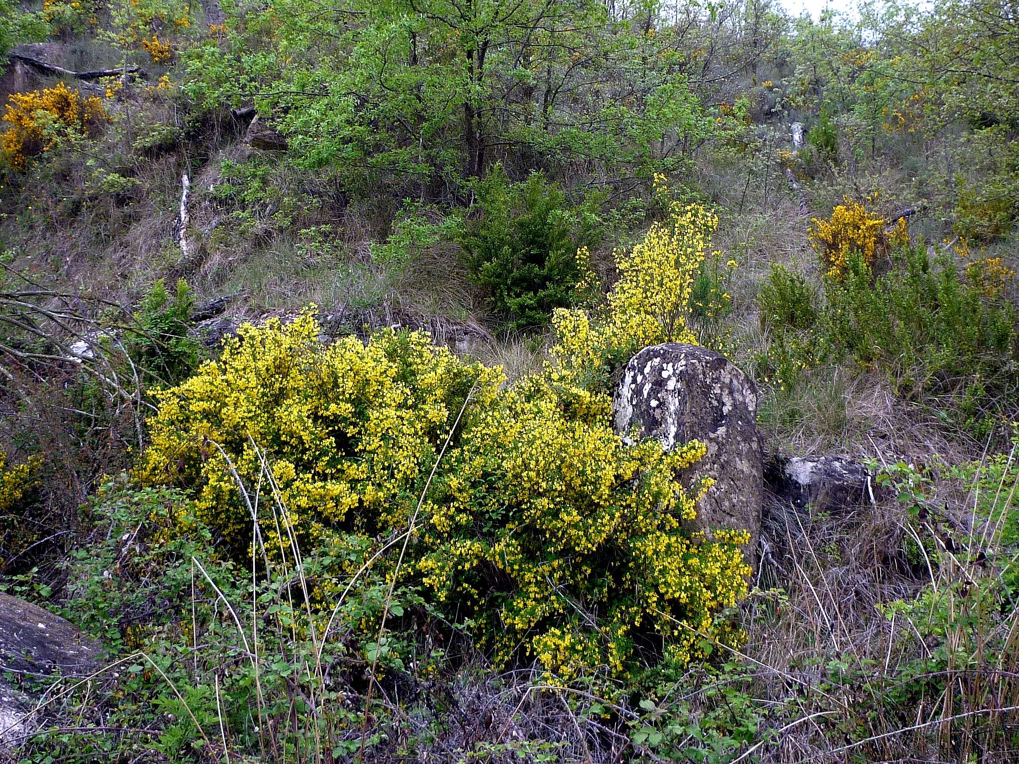 Image of Scorpion Senna