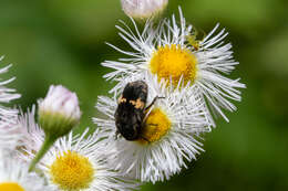 Glycyphana fulvistemma Motschulsky 1858 resmi