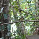 Image of Tawny-chested Flycatcher