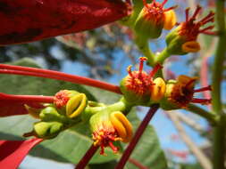 Image of poinsettia