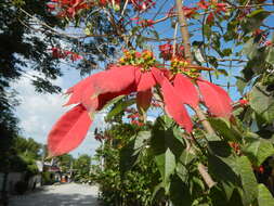 Image of poinsettia