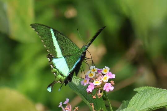 Image of Common Banded Peacock