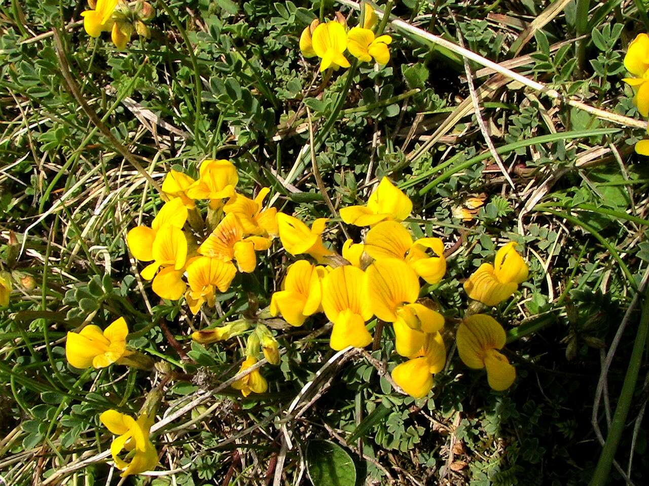 Image of Horseshoe-vetch