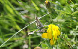 Image of Dusky Grizzled Skipper