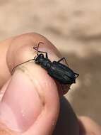 Image of Cicindela (Cicindelidia) nigrocoerulea Le Conte 1846