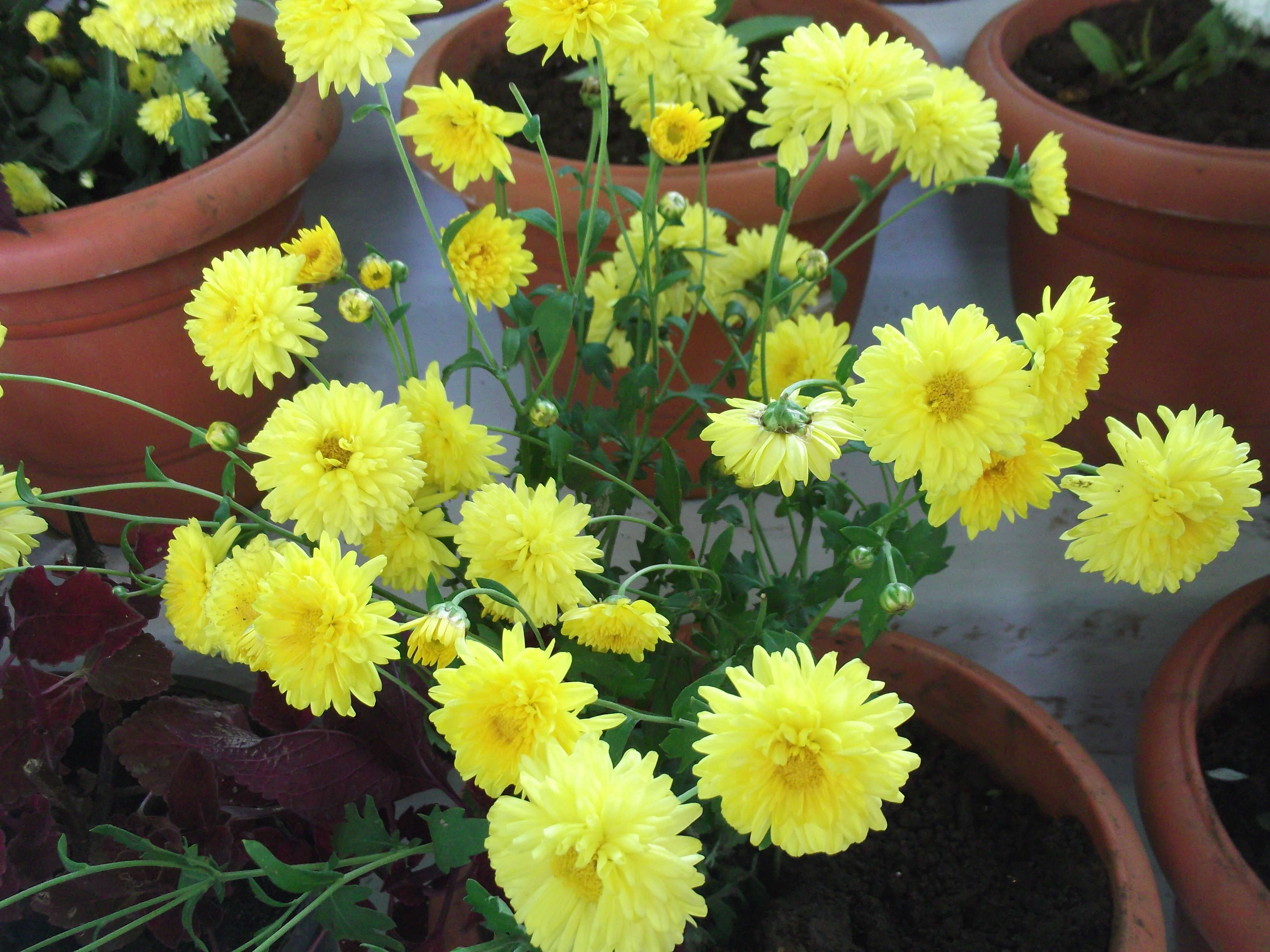 Sivun Chrysanthemum morifolium Ramat. kuva