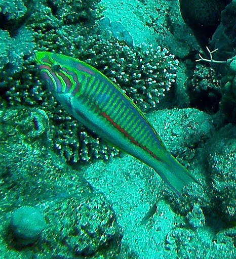 Image of Klunzinger's wrasse