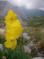 Imagem de Papaver alpinum L.