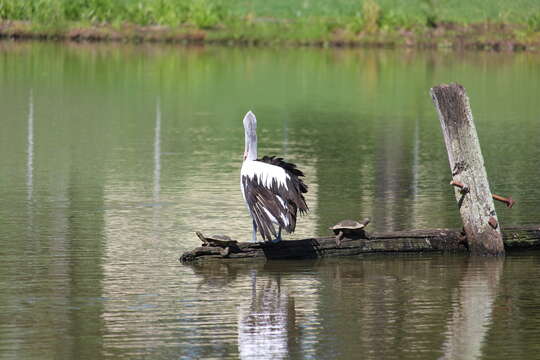 Image of Jardine River Turtle