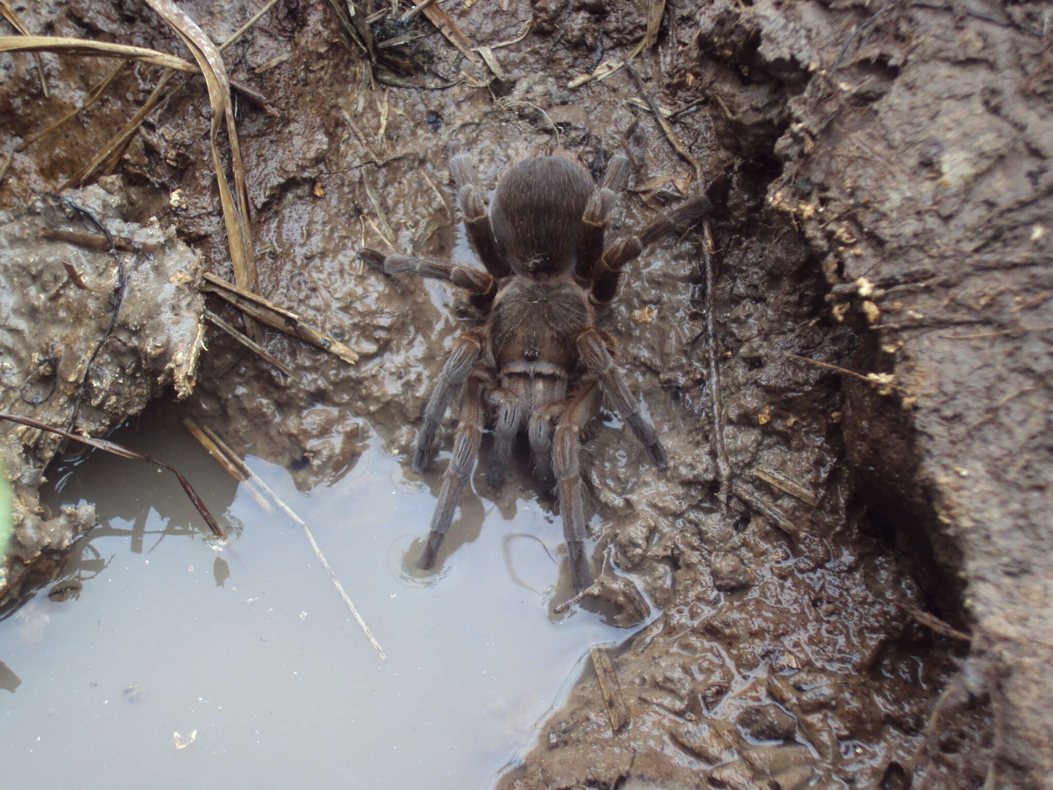 Image of Acanthoscurria cordubensis Thorell 1894