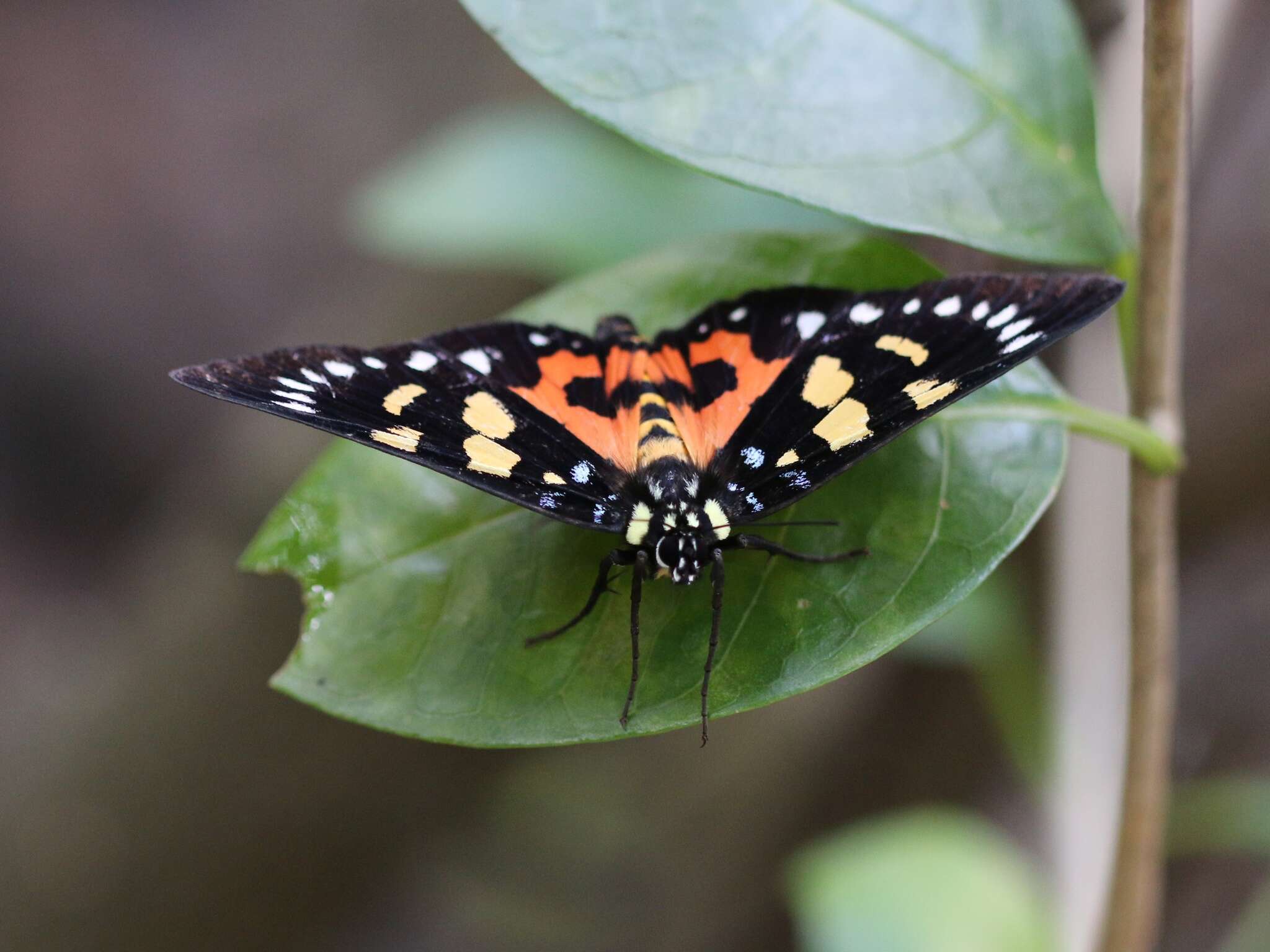 Image of Episteme lectrix Linnaeus 1764