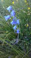 Image of Bearded Bellflower