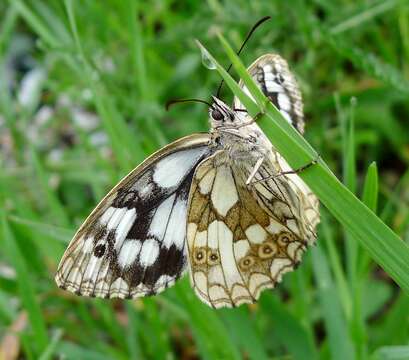 Image of marbled white