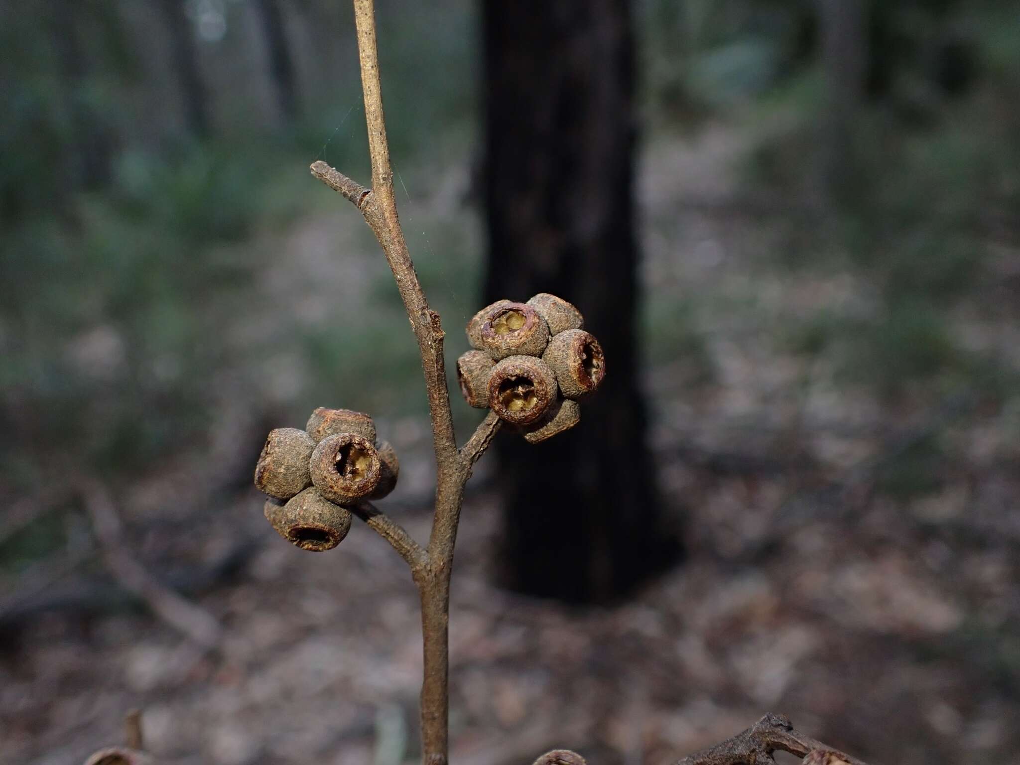 Image of Eucalyptus globoidea Blakely