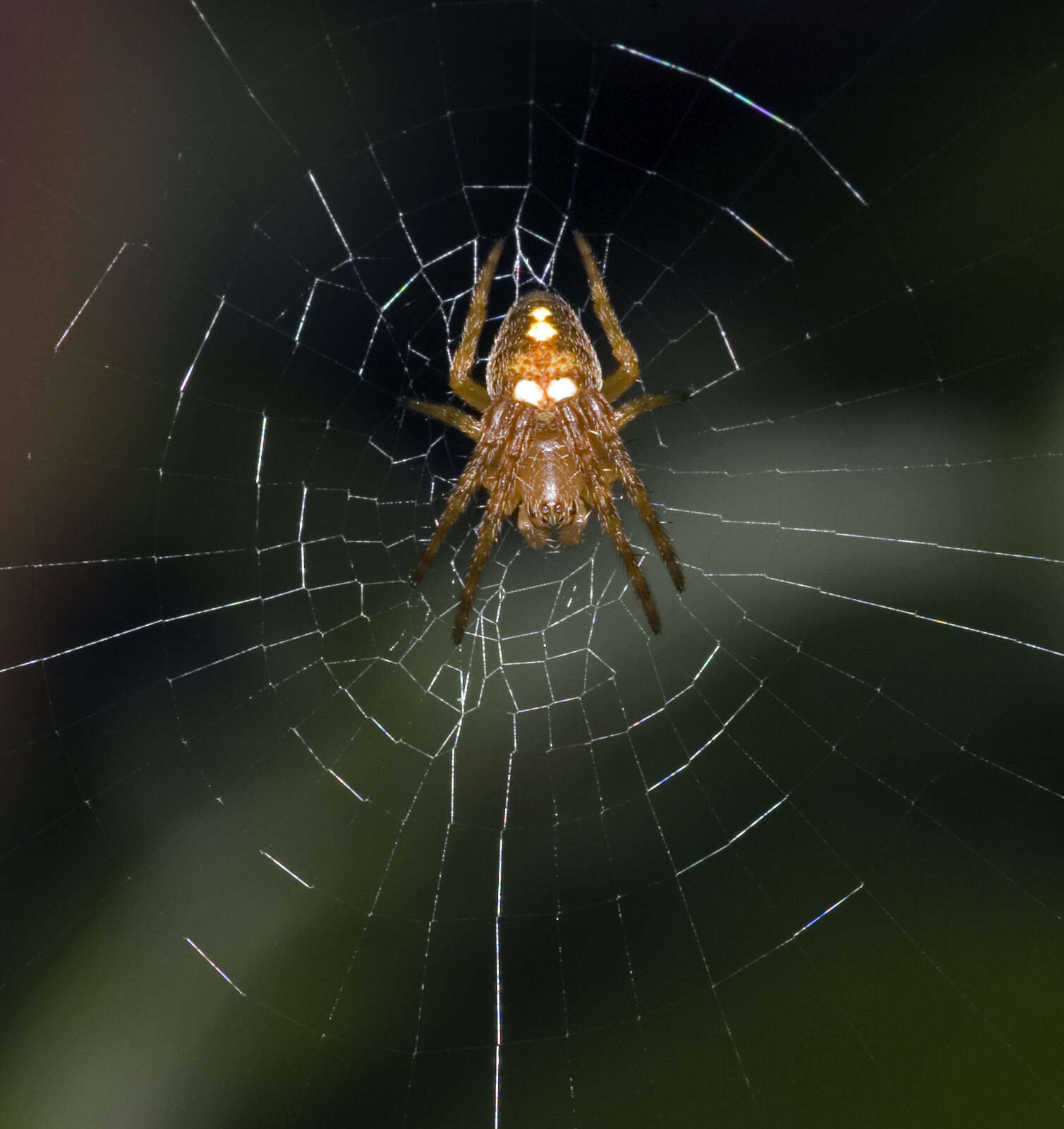 Image of Zealaranea trinotata (Urquhart 1890)