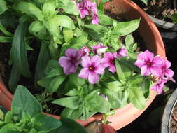 Image of annual phlox