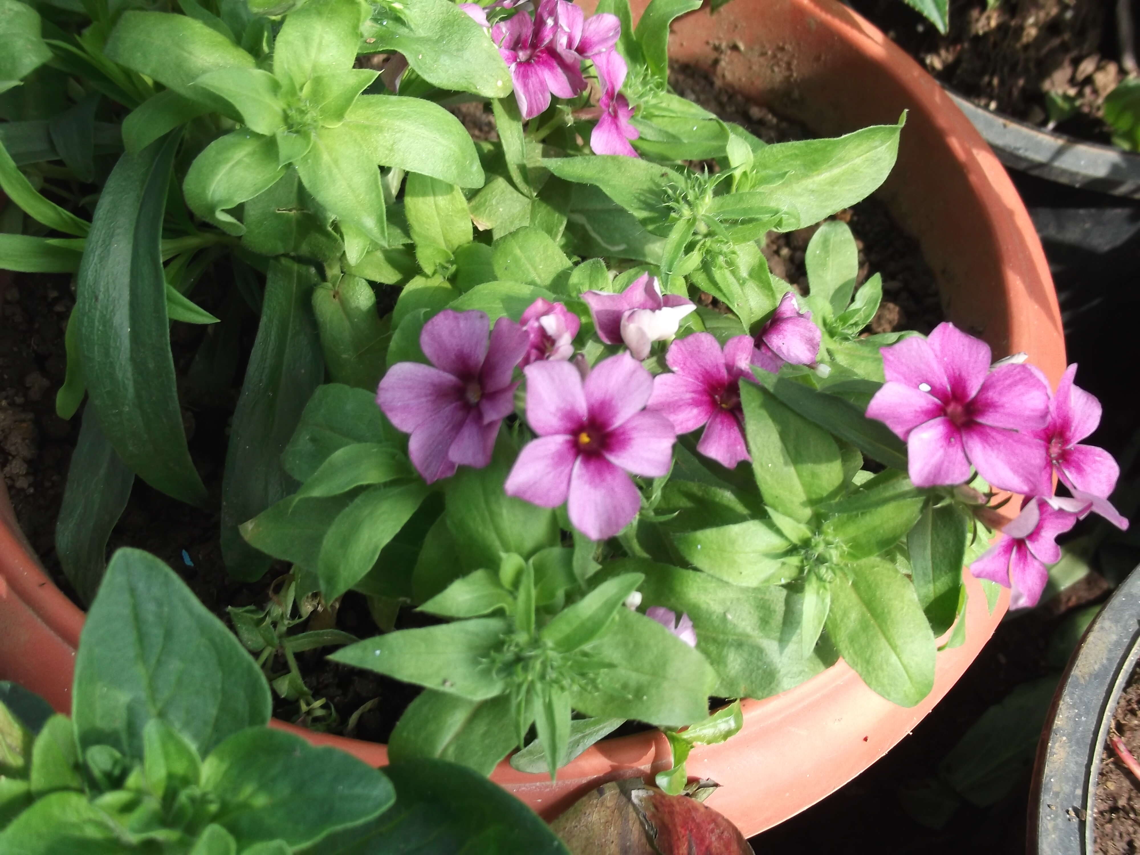 Image of annual phlox