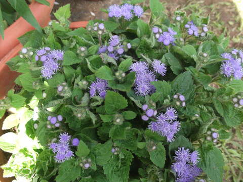 Imagem de Ageratum houstonianum Mill.